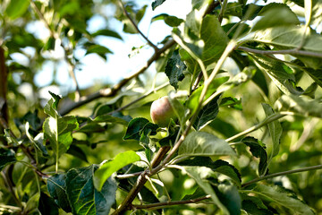 Ripe, beautiful apples on the branches of apple tree