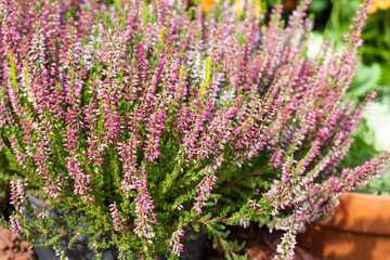 Violet Heather flowers field Calluna vulgaris. Small pink lilac petal plants, soft background....