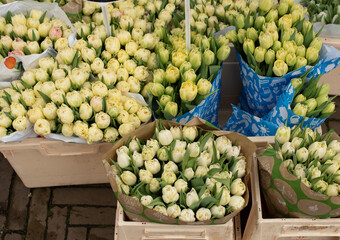 bouquets of tulips in the flower market 