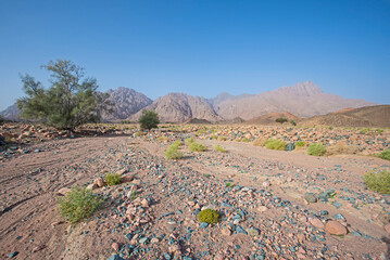 Barren desert landscape in hot climate with bushes and tree