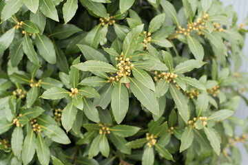 fresh spring green plants in Amsterdam