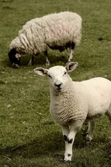 Obraz premium sheep and lambs