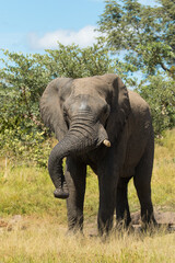 Obraz premium African Elephant bull showing off and putting his trunk over his tusk, Kruger National Park. 