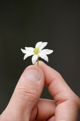 close-up of hand holding a flower