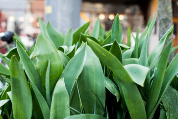 fresh spring green plants in Amsterdam