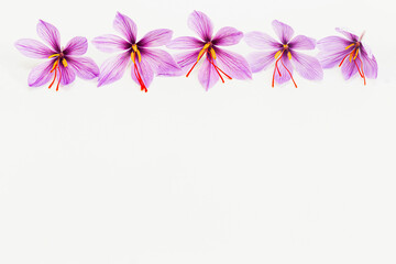 Saffron crocus flower on white background. Copyspace. Place for your text. Saffron flowers are laid...