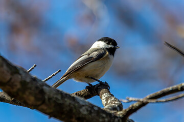 Black-capped Chickadee
