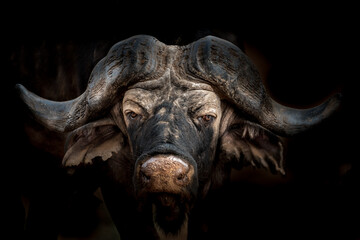 Afrikanischer Büffel (Kap Büffel / Syncerus caffer) Bulle  im horizontalen Portrait vor dunklem Hintergrund