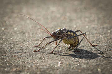 Close-up of an Armoured Ground Cricket (Acanthoplus discoidalis) crossing the tar road, Kruger National Park. 