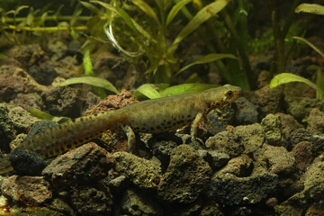 Fototapeta premium Closeup on an aquatic female alpine newt, Ichthyosaura alpestris reiseri