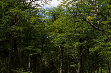 very green forest, background of many large trees
