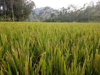 green rice field