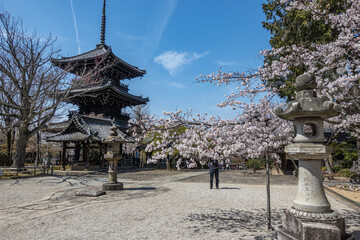 京都 真如堂の桜と春景色
