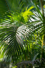 Palmwedel