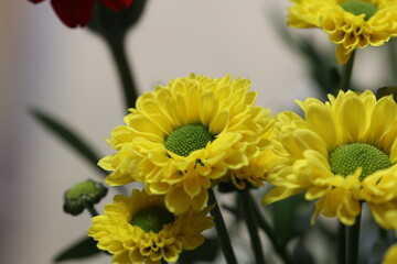 Yellow flowers in a bouquet on a blurred background
