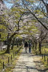 Fototapeta na wymiar 京都 真如堂の桜と春景色