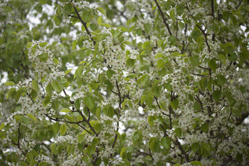 Blossoming Dogwood tree branches