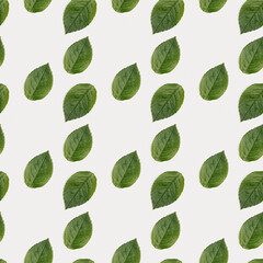 Pattern with green heart shaped leaf on white paper background. Love nature concept.