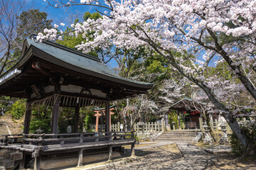 京都 竹中稲荷神社の桜と春景色
