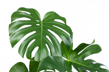Monstera plant on white background.