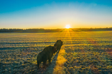 Mammals - European bison. Bison bonasus on sundown.Belarus