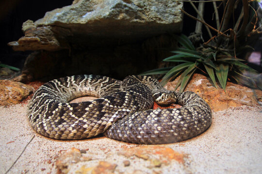  Diamant-Klapperschlange (Crotalus adamanteus) 