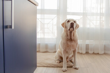 Funny Labrador retriever dog indoor
