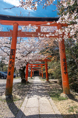 Fototapeta na wymiar 京都 竹中稲荷神社の桜と春景色