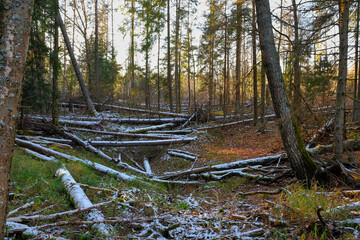 Fallen trees in the forest thicket in late autumn at sunset. Blockage, windbreak. High quality photo