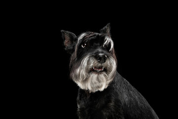 Cute puppy of Miniature Schnauzer dog posing isolated over black background