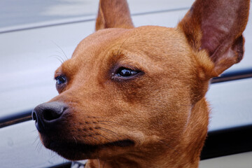 Il cirneco dell'Etna &egrave; un cane da caccia appartenente ad una razza molto antica 