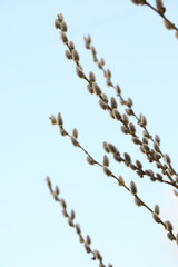 Beautiful fluffy catkins on willow tree against blue sky, closeup