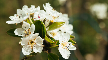 Blooming pear tree in the garden close-up