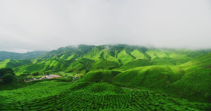 Tea Plantations at The Cameron Highlands in Northern Malaysia