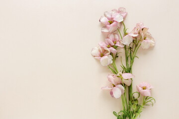 Pink flowers ranunculus frame on beige background top view.Copy space. floral card.Flowers mockup backdrop.