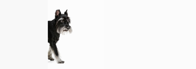 Fototapeta na wymiar Cute puppy of Miniature Schnauzer dog posing isolated over white background