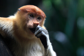 Nasenaffe (Nasalis larvatus) Weibchen, Kopf, Portrait