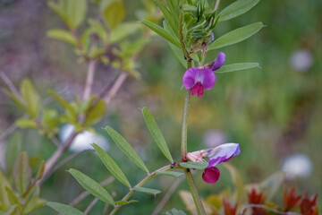 la fioritura delle piante indica che la primavera è nell'aria