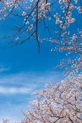 京都 鴨川河川敷の桜と春景色