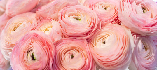 The background banner is made of pink ranunculus flowers. Lush buds of the wedding rose