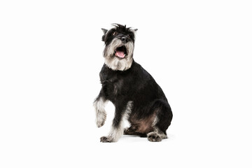 Cute puppy of Miniature Schnauzer dog posing isolated over white background