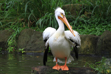 Krauskopfpelikan (Pelecanus crispus) am Wasser