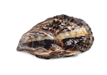 Fresh raw closed oyster isolated on white