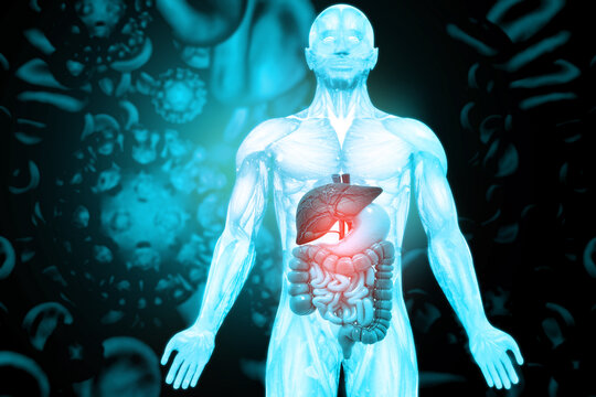 Human digestive system on scientific background. 3d illustration