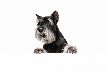 Cute puppy of Miniature Schnauzer dog posing isolated over white background