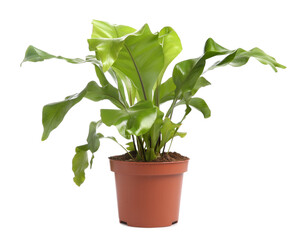 Beautiful fern in pot isolated on white