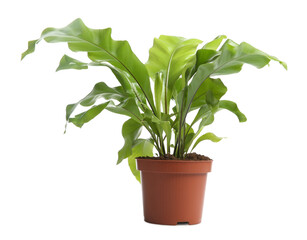 Beautiful fern in pot isolated on white