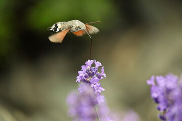 Taubenschwänzchen an Lavendelblüte