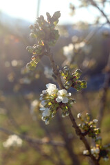 Spring blossoms on a tree. Selective focus.