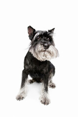 Cute puppy of Miniature Schnauzer dog posing isolated over white background